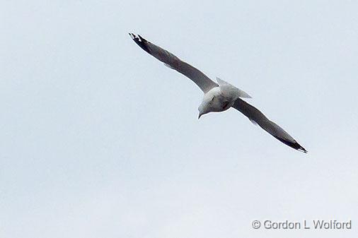 Gull In Flight_DSCF00774.jpg - Photographed at Ottawa, Ontario, Canada.